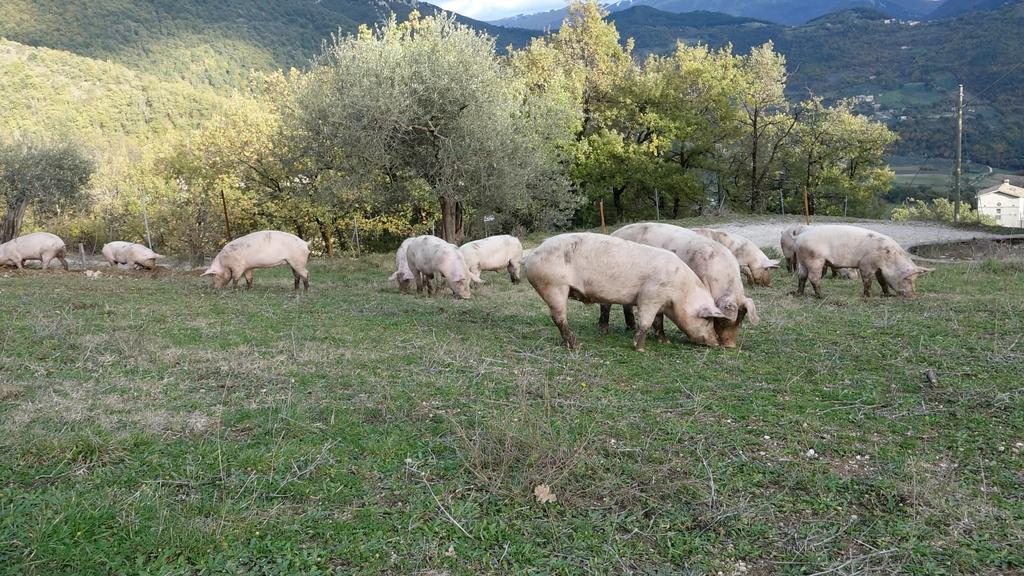 Valle Del Belvedere Spoleto Bagian luar foto